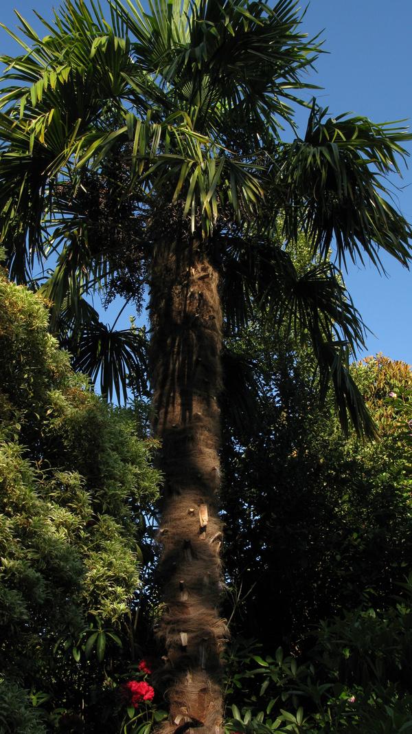 Chusan Palm