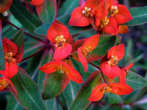 Euphorbia