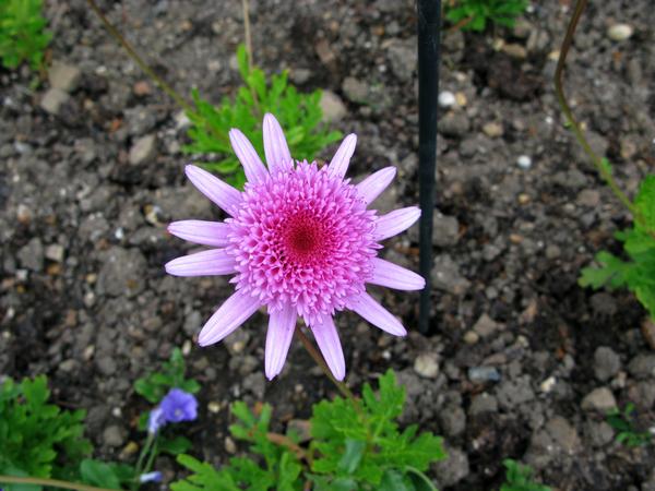 Argyranthemum