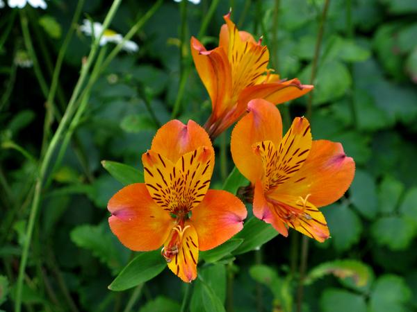 Peruvian Lilly