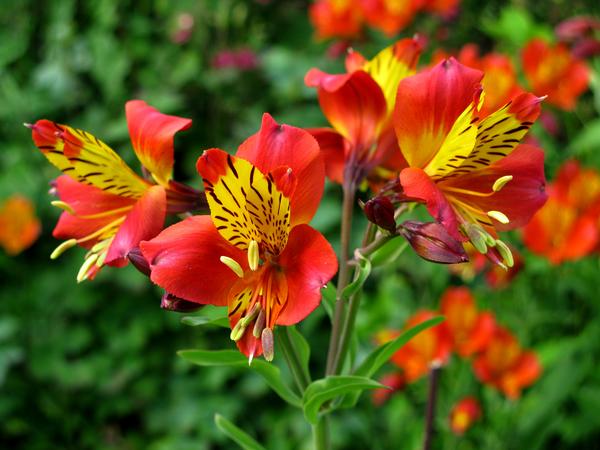 Peruvian Lilly