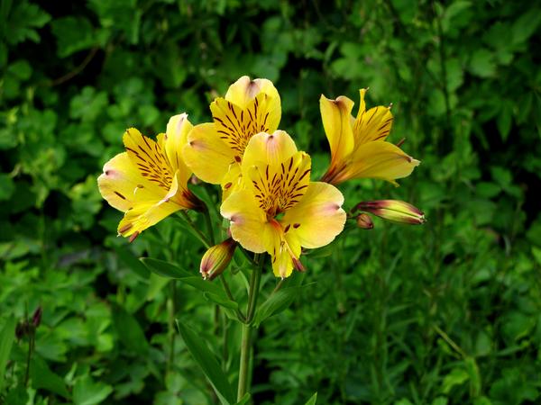 Peruvian Lilly