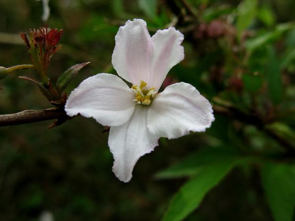 Deutzia