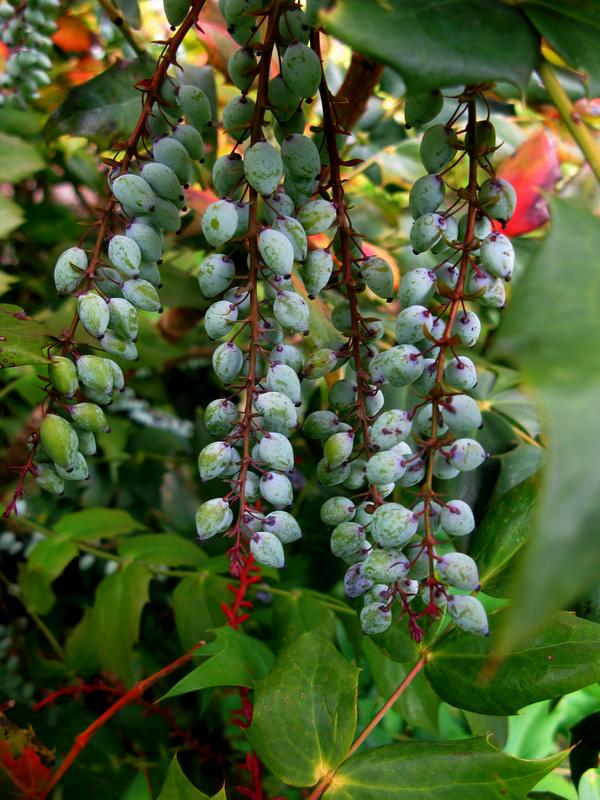 Mahonia