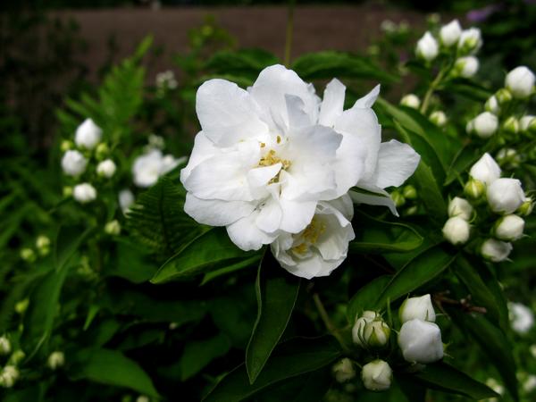 Mock Orange