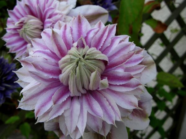 Clematis