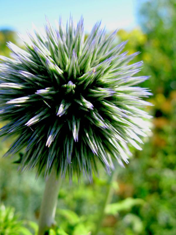 Globe Thistle