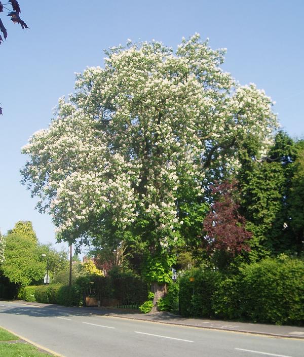 Horse-chestnut