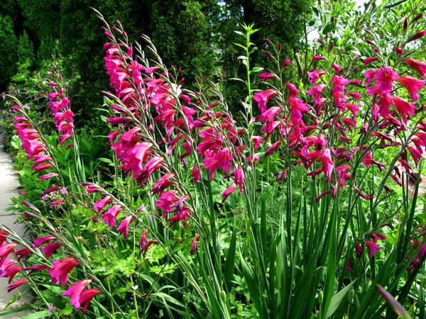 Penstemon