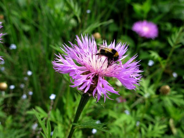 Cornflower