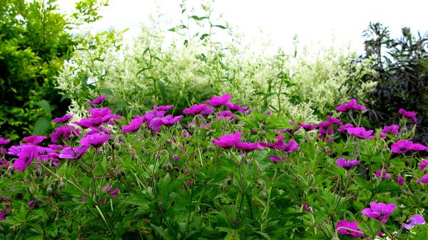 Armenian Cranesbill