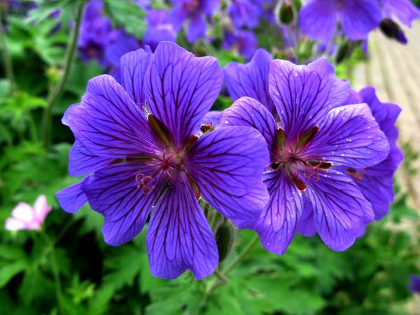 Armenian Cranesbill