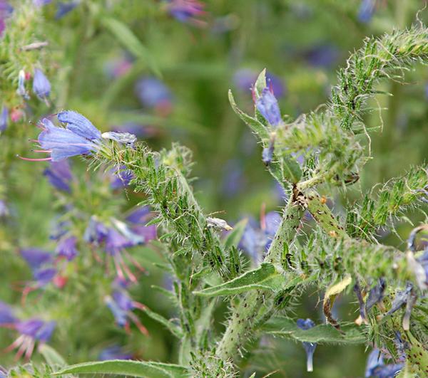 Vipers Bugloss