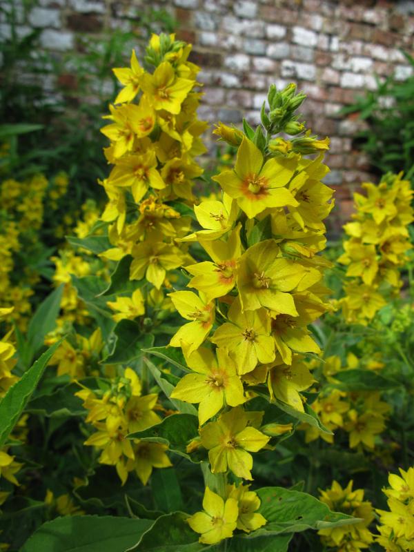 Spotted Loosestrife