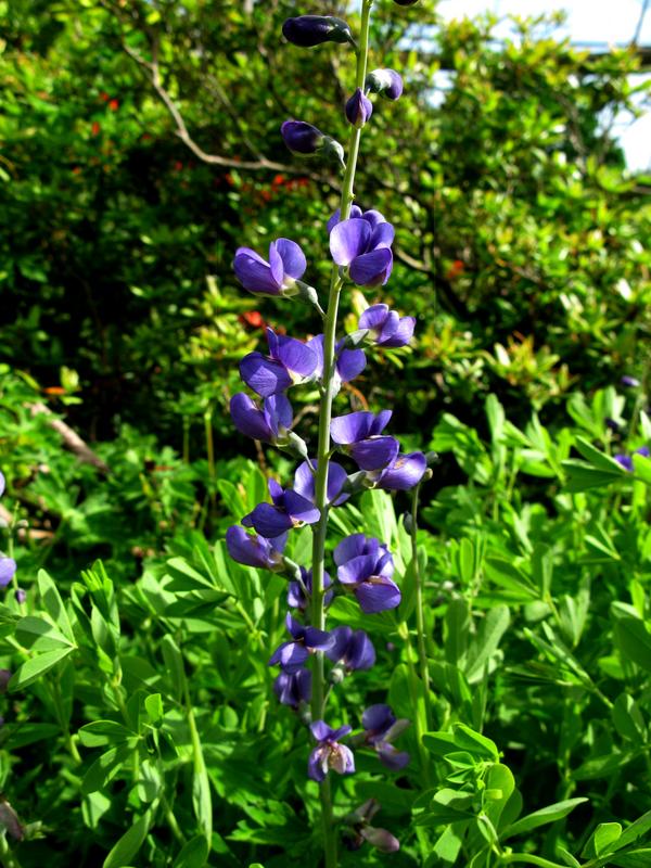 Blue False Indigo