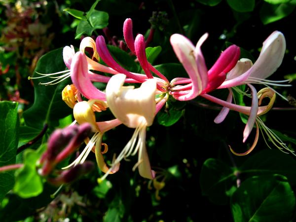 Honeysuckle