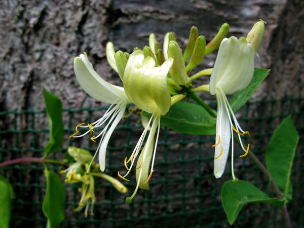 Honeysuckle