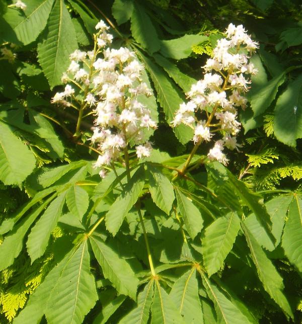 Horse-chestnut