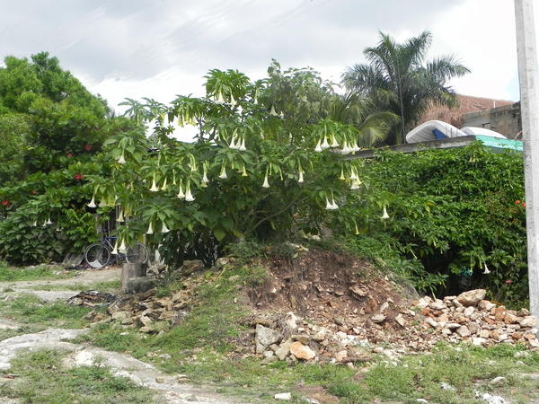 Angels Trumpets