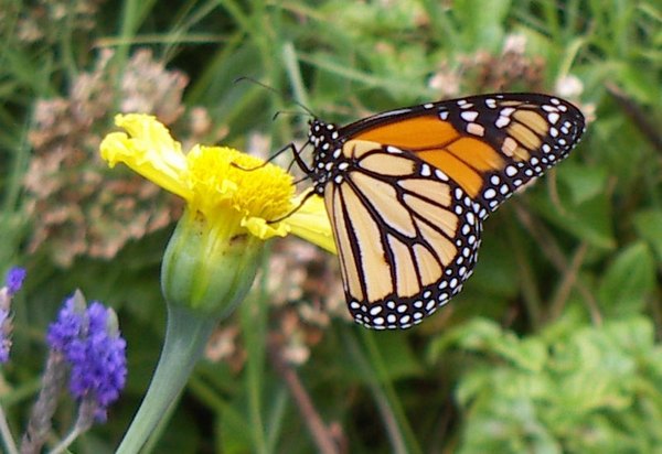 African Marigold