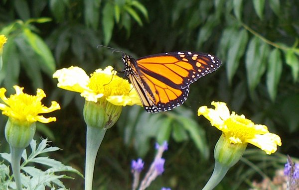 African Marigold