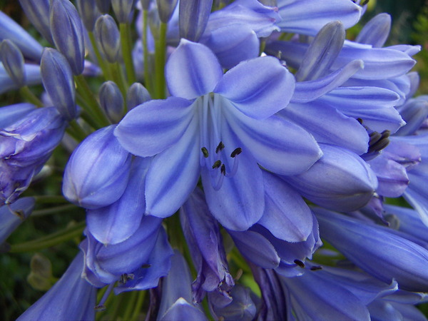 African Lily