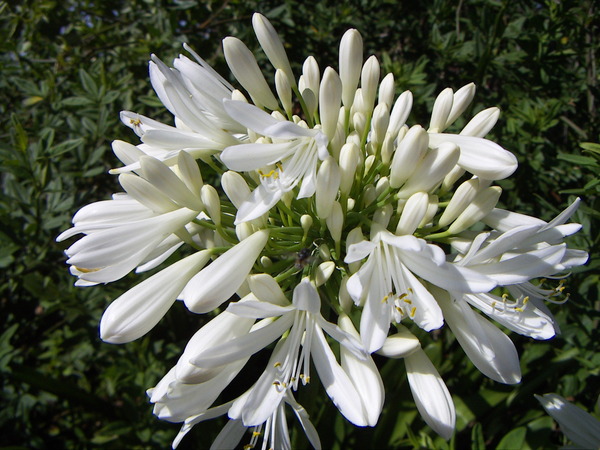 African Lily