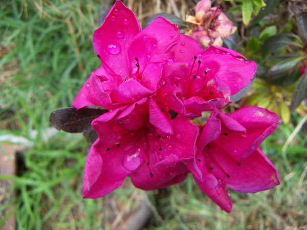 Azalea