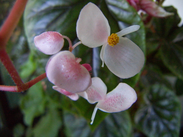 Begonia