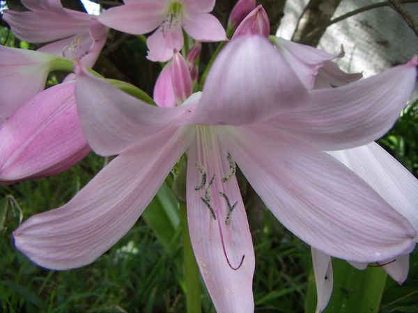 Belladonna Lily