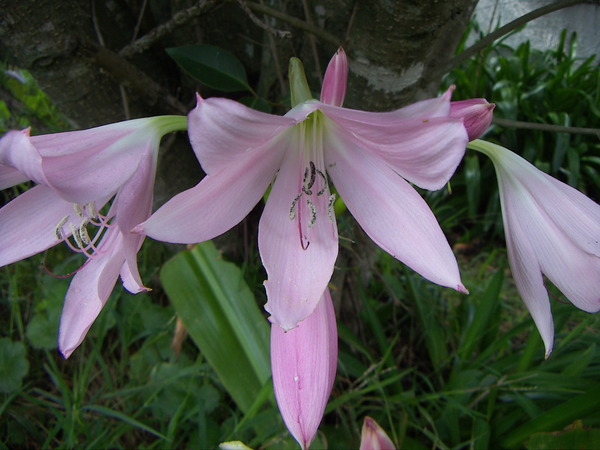 Belladonna Lily