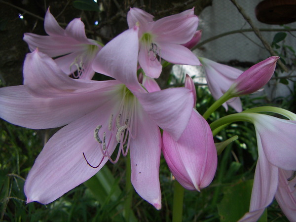 Belladonna Lily