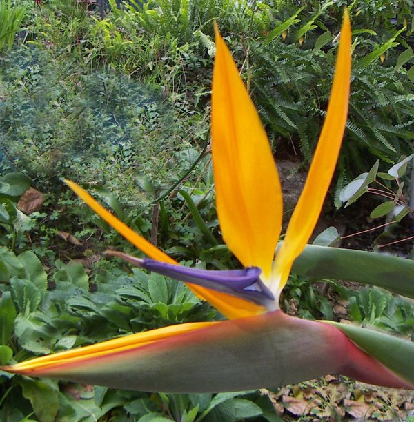 Bird Of Paradise