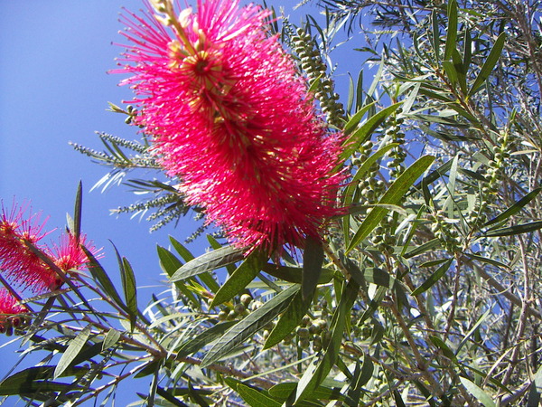 Bottle-brush