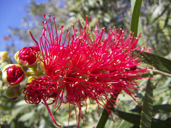 Bottle-brush