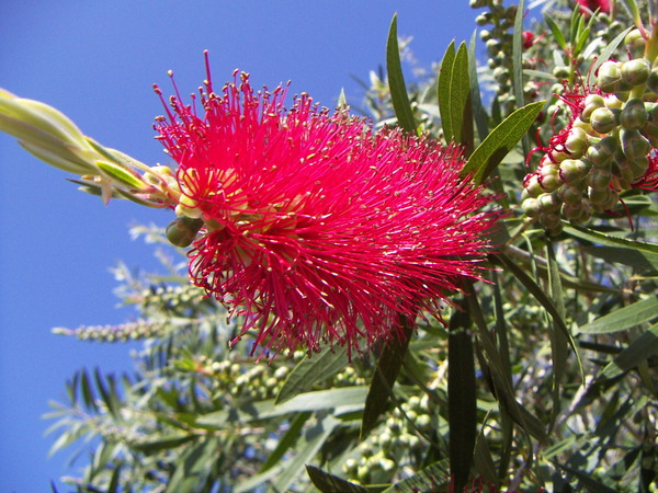 Bottle-brush