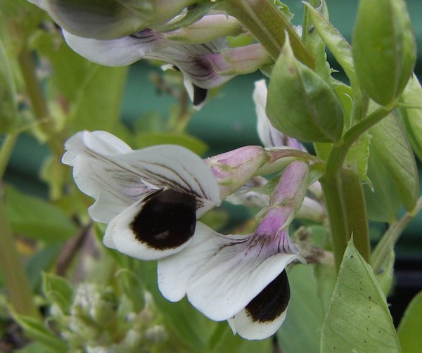 Broad Bean