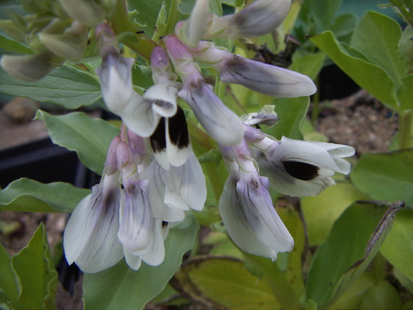 Broad Bean