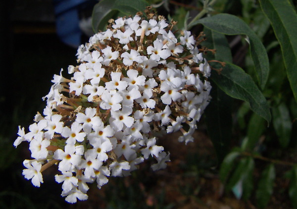 Butterfly Bush