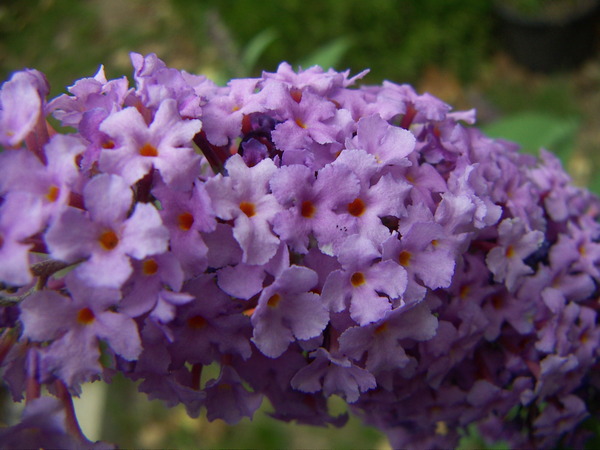 Butterfly Bush