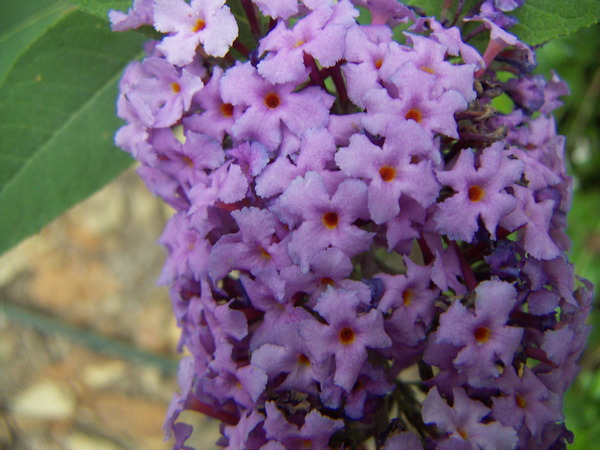 Butterfly Bush