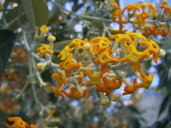 Butterfly Bush