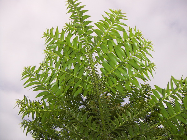 Bunya Pine