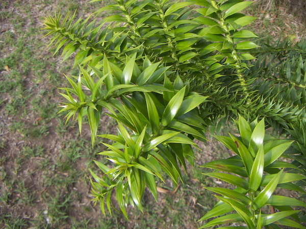 Bunya Pine