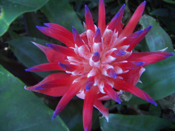 Bromeliad