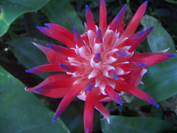 Bromeliad