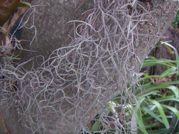 Old Man's Beard Bromeliad