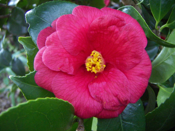 Camellia