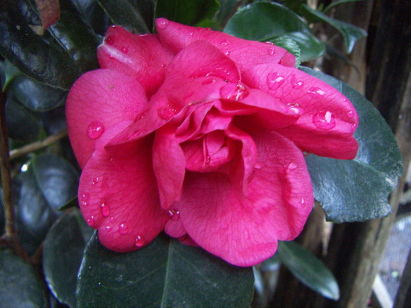 Camellia