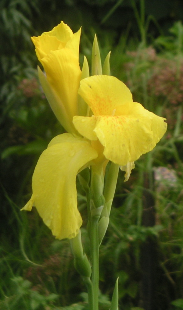 Canna Lily